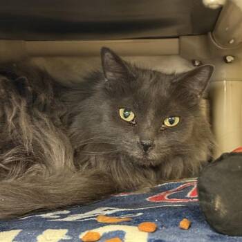Domestic Long Hair Cats Available for Adoption in Las Vegas, Nevada - SPRITE | PetCurious