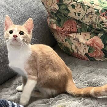 Rescue Domestic Short Hair Cats for Adoption in Durham, North Carolina - Felix | PetCurious