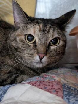 Mochi -  Domestic Short Hair Cat for Adoption in Fort Worth, Texas - Mochi | PetCurious