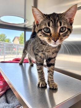 U-Turn -  Domestic Short Hair Cat for Adoption in Moundsville, West Virginia - U-Turn | PetCurious