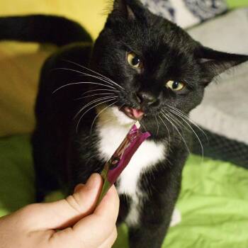 Bubba -  Domestic Short Hair Cat for Adoption in Saint Paul, Minnesota - Bubba | PetCurious