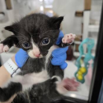 Tory -  Domestic Short Hair Cat for Adoption in Newark, New Jersey - Tory | PetCurious