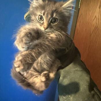 Bert -  Persian Cat for Adoption in Winnipeg, Manitoba - Bert | PetCurious