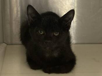AJAX -  Domestic Short Hair Cat for Adoption in Tustin, California - AJAX | PetCurious