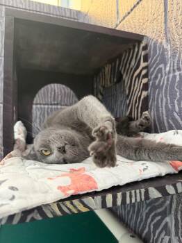 Butter -  Domestic Short Hair Cat for Adoption in Hyde Park, New York - Butter | PetCurious