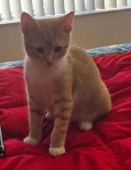 Rescue Domestic Short Hair Cats for Adoption in Oviedo, Florida - Pumpkin | PetCurious