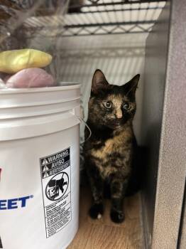 Domestic Short Hair Cats Available for Adoption - Sienna | PetCurious