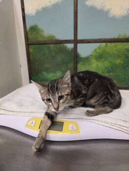 GOURD -  Domestic Medium Hair and Domestic Short Hair Cat for Adoption in Houston, Texas - GOURD | PetCurious