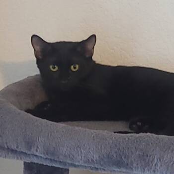Rescue Domestic Short Hair Cats for Adoption in Leander, Texas - Maui | PetCurious