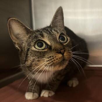 Snickers -  Domestic Short Hair Cat for Adoption in Chattanooga, Tennessee - Snickers | PetCurious