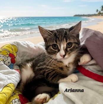 Arianna -  Domestic Short Hair Cat for Adoption in Catasauqua, Pennsylvania - Arianna | PetCurious