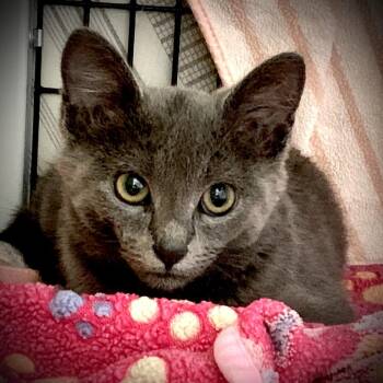 Abbie -  Domestic Short Hair Cat for Adoption in Chicago, Illinois - Abbie | PetCurious