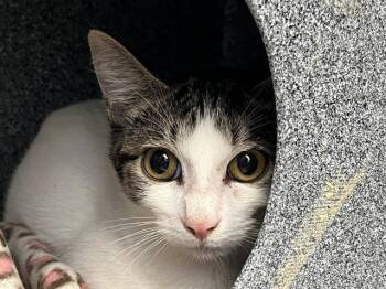 Rescue Domestic Medium Hair Cats for Adoption in Tulsa, Oklahoma - PICKLE | PetCurious