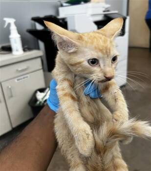 MOCHI -  Domestic Medium Hair Cat for Adoption in Dallas, Texas - MOCHI | PetCurious