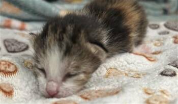 ALLY -  Domestic Short Hair Cat for Adoption in Dallas, Texas - ALLY | PetCurious