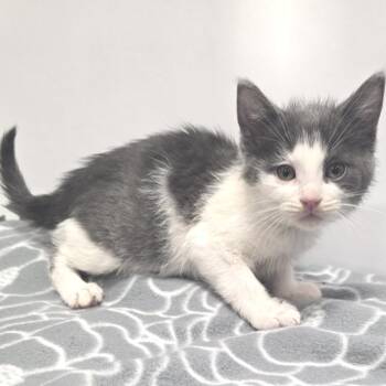 Domestic Short Hair Cats Available for Adoption in Fort Wayne, Indiana - Watermelon | PetCurious
