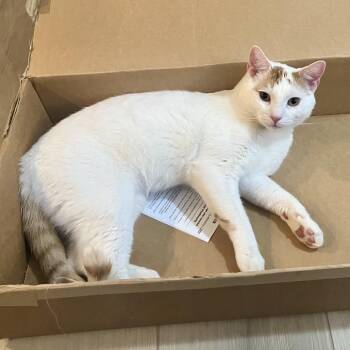 Casper -  Domestic Short Hair Cat for Adoption in Las Vegas, Nevada - Casper | PetCurious