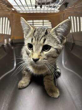 Theodore -  Domestic Short Hair Cat for Adoption in Bolton, Ontario - Theodore | PetCurious