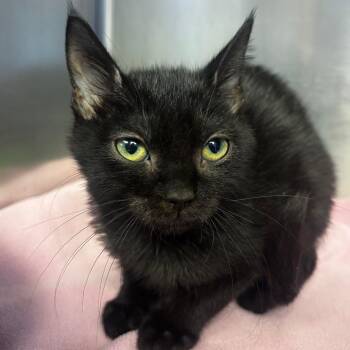Corduroy -  Domestic Short Hair Cat for Adoption in Belleville, Illinois - Corduroy | PetCurious
