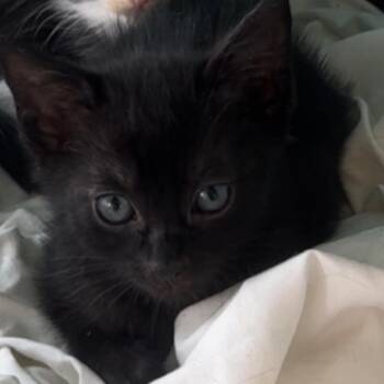 Millie -  Domestic Medium Hair Cat for Adoption in Santa Rosa Beach, Florida - Millie | PetCurious