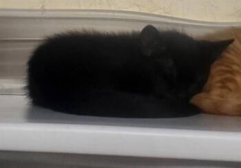 SLEEPER SHARK -  Domestic Short Hair Cat for Adoption in St. Louis, Missouri - SLEEPER SHARK | PetCurious