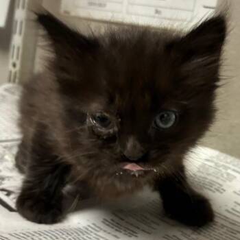 Panther -  Domestic Short Hair Cat for Adoption in Yuma, Arizona - Panther | PetCurious