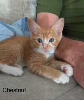 Chestnut -  Domestic Short Hair Cat for Adoption in Sebastian, Florida - Chestnut | PetCurious