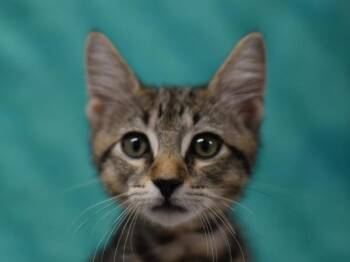 Dale -  Domestic Short Hair Cat for Adoption in Portland, Oregon - Dale | PetCurious