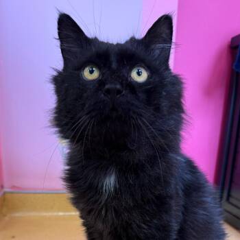 Rescue Domestic Long Hair Cats for Adoption in Hudson, New York - Simon | PetCurious