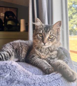 Lucille -  Domestic Long Hair Cat for Adoption in Sweetwater, Tennessee - Lucille | PetCurious