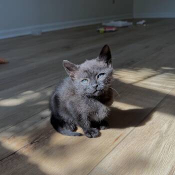Magatha -  Domestic Short Hair Cat for Adoption in Columbia, South Carolina - Magatha | PetCurious