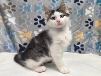 VINAY -  Domestic Short Hair Cat for Adoption in Ames, Iowa - VINAY | PetCurious