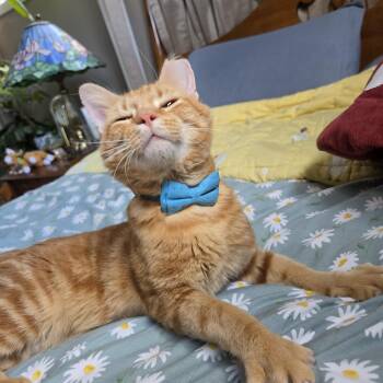 Theo -  Domestic Short Hair Cat for Adoption in Rossville, Georgia - Theo | PetCurious