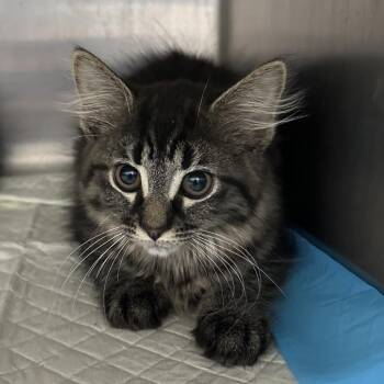 Tina -  Domestic Long Hair Cat for Adoption in Corbin, Kentucky - Tina | PetCurious