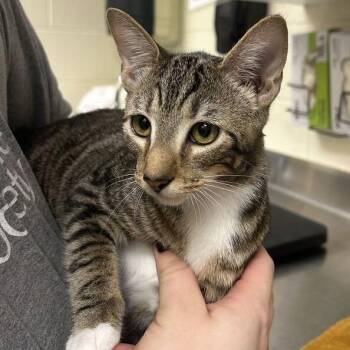 Lady -  Domestic Short Hair Cat for Adoption in Asheville, North Carolina - Lady | PetCurious