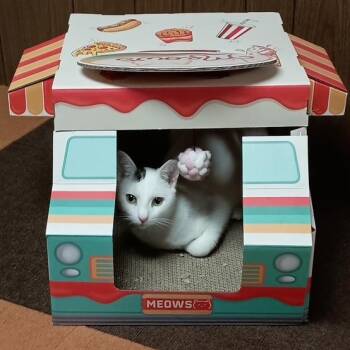 Rescue Domestic Short Hair Cats for Adoption in Bloomington, Minnesota - Pearl | PetCurious
