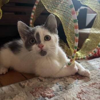 Frida Samos-Millar -  Domestic Short Hair Cat for Adoption in Morrison, Colorado - Frida Samos-Millar | PetCurious