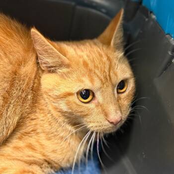 Domestic Short Hair Cats Available for Adoption in Winston-salem, North Carolina - Derek | PetCurious