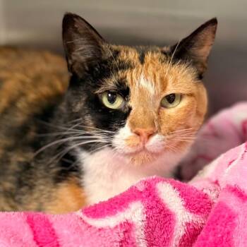 Piper -  Domestic Short Hair Cat for Adoption in Cumming, Georgia - Piper | PetCurious
