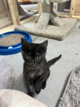 Shrek -  Domestic Short Hair Cat for Adoption in Courtenay, British Columbia - Shrek | PetCurious