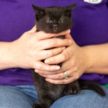 Rescue Domestic Short Hair Cats for Adoption in Mount Vernon, Indiana - Vader | PetCurious