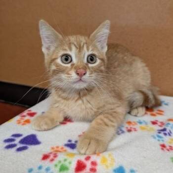 Kygo -  Domestic Short Hair Cat for Adoption in Rochester, Minnesota - Kygo | PetCurious