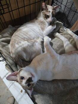 Chardonnay and Rose (bonded pair) -  Siamese Cat for Adoption in Plumerville, Arkansas - Chardonnay And Rose (bonded Pair) | PetCurious
