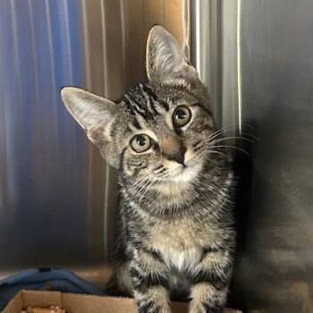 Root Beer -  Domestic Short Hair Cat for Adoption in Knoxville, Tennessee - Root Beer | PetCurious