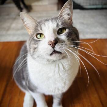 Domestic Short Hair Cats Available for Adoption in Buffalo, New York - Oliver | PetCurious