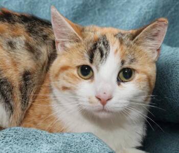 Greta -  Calico Cat Available for Adoption in Euclid, Ohio - Greta | PetCurious