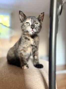 Ciara -  Domestic Short Hair Cat for Adoption in Columbia, Maryland - Ciara | PetCurious
