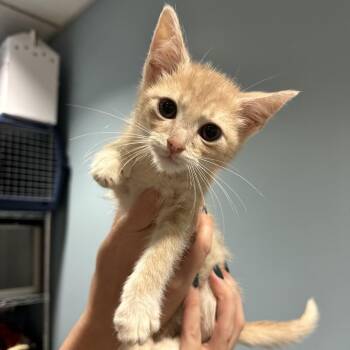 Red Roof -  Domestic Medium Hair Cat for Adoption in Chattanooga, Tennessee - Red Roof | PetCurious