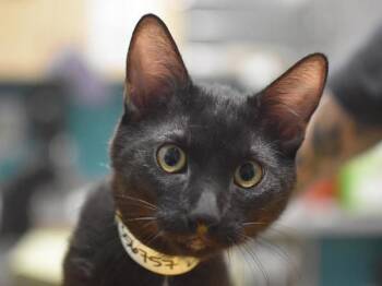 Bryce -  Domestic Short Hair Cat for Adoption in Portland, Oregon - Bryce | PetCurious