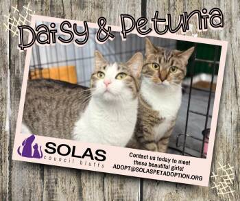 Rescue Domestic Short Hair and Tabby Cats for Adoption in Council Bluffs, Iowa - Daisy And Petunia  --  (jm) | PetCurious